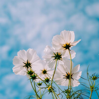 画像278